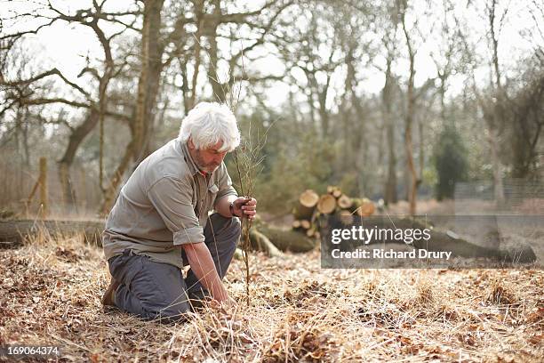 woodsman transplanting silver birch sapling - jägmästare bildbanksfoton och bilder