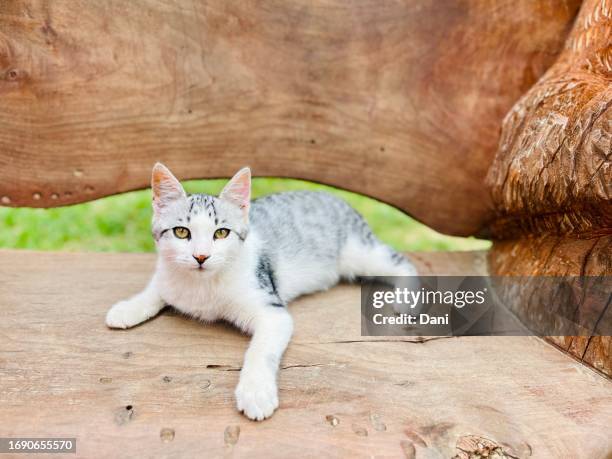 close-up of a cat lying on a wooden bench - genomen met mobiel apparaat stockfoto's en -beelden