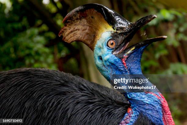 cassowary - casuario foto e immagini stock