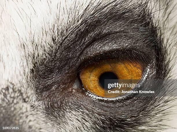 Lemur's eye, close up