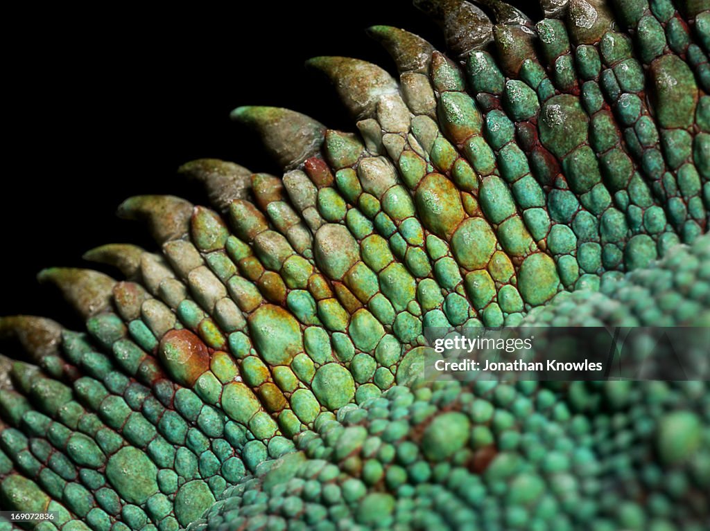 Panther Chameleon, close up on the spine