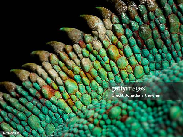 panther chameleon, close up on the spine - reptile camouflage stock pictures, royalty-free photos & images