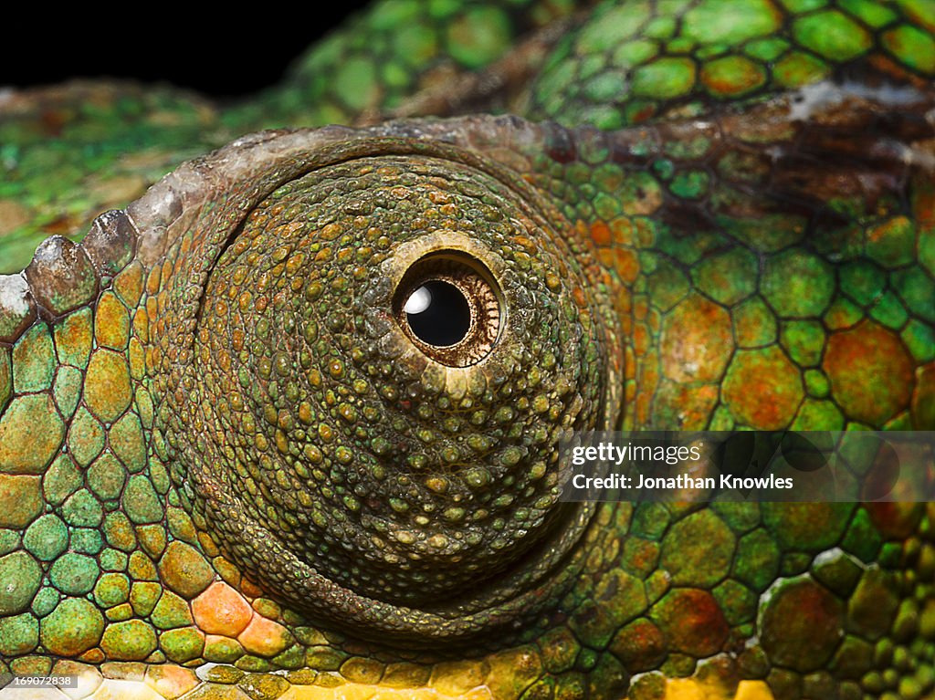 Panther Chameleon's eye, close up