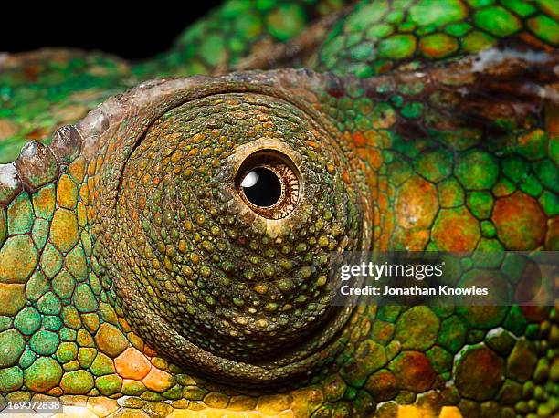 panther chameleon's eye, close up - animal markings stock pictures, royalty-free photos & images