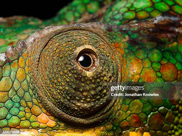 Panther Chameleon's eye, close up