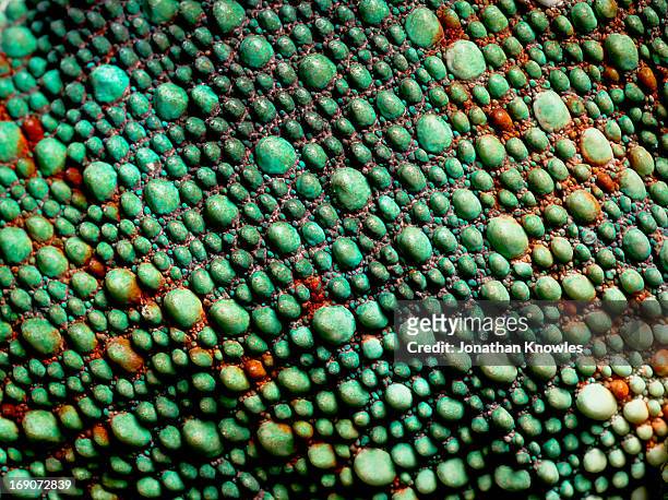 panther chameleon, close up on the skin - kriechtier stock-fotos und bilder