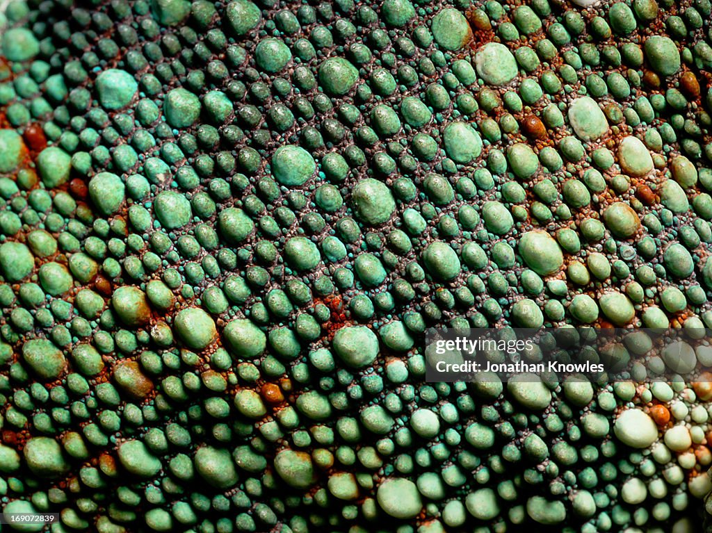 Panther Chameleon, close up on the skin