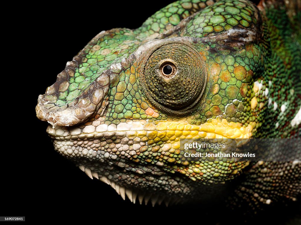 Panther Chameleon profile