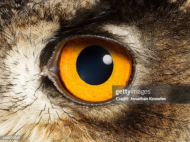 eye of an eagle owl, close up - owl fotografías e imágenes de stock