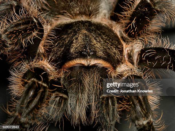 tarantula, close up - ugly animal stock pictures, royalty-free photos & images