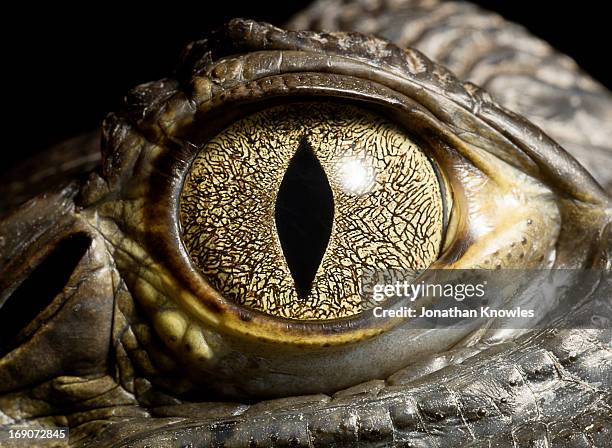 caiman crocodile's eye, close up - reptil fotografías e imágenes de stock