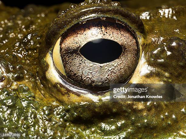 Bullfrog's eye, close up