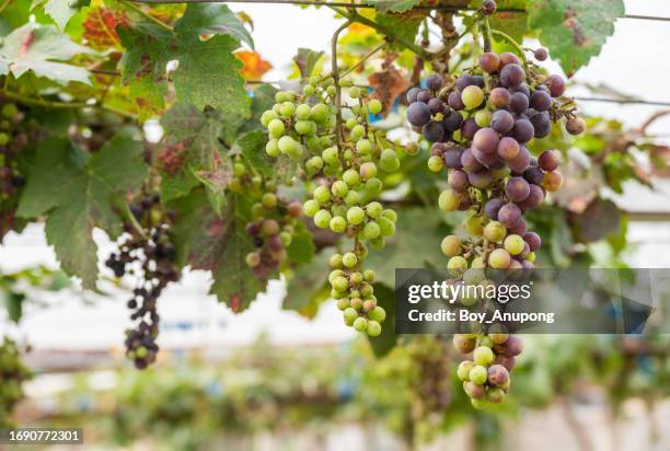 unripe grapes on a vine in the garden. - grapes on vine stockfoto's en -beelden