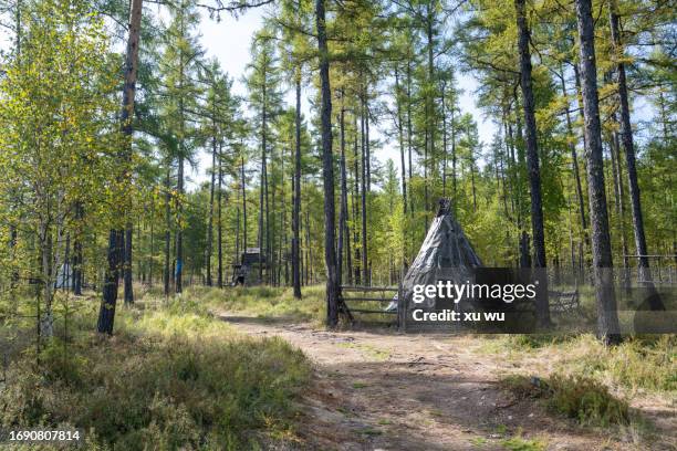 tent in the primeval forest - varen stockfoto's en -beelden