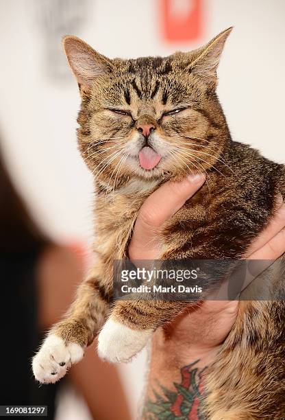 Lil' Bub attends "The Big Live Comedy Show" presented by YouTube Comedy Week held at Culver Studios on May 19, 2013 in Culver City, California.