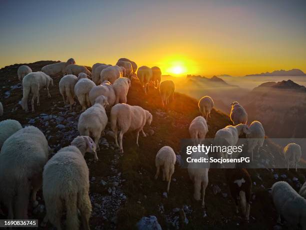 sheep on the top of the mountain - sunrise over the julian alps - p&g stock pictures, royalty-free photos & images