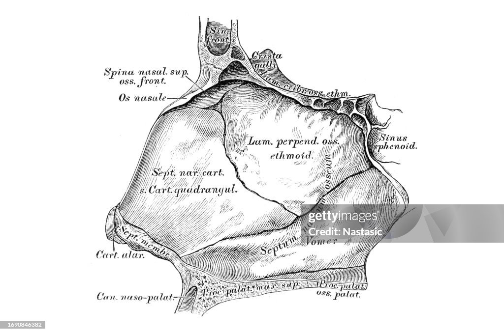 The cartilaginous and bony nasal septum, septum narium cartilagineum et osseum