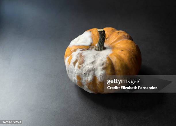 rotten pumpkin on black background. mold on food. poisoned food. ugly food. - ugly pumpkins stock-fotos und bilder