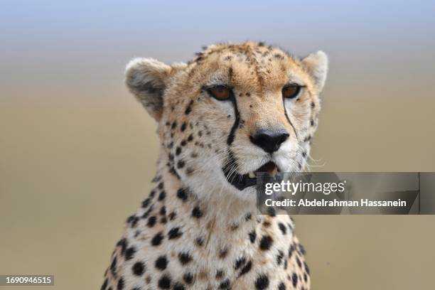 cheetah portrait - cheetah print stock pictures, royalty-free photos & images