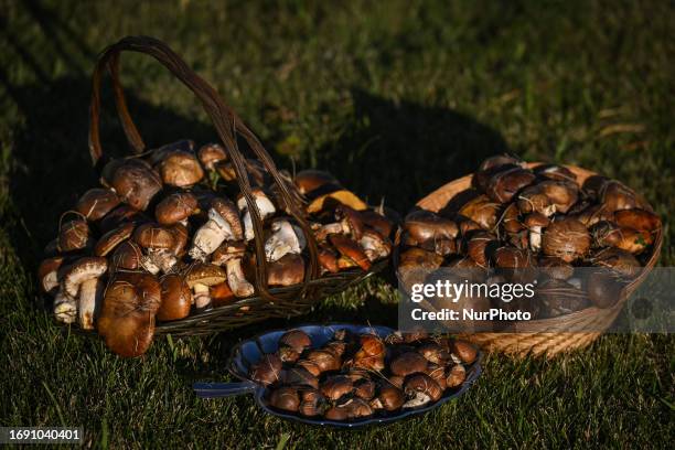 September 20, 2023 : A basket full of freshly picked Slippery Jack mushrooms, on September 20 in Edmonton, Canada. With daily temperatures averaging...