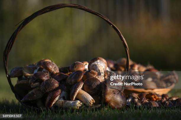 September 20, 2023 : A basket full of freshly picked Slippery Jack mushrooms, on September 20 in Edmonton, Canada. With daily temperatures averaging...