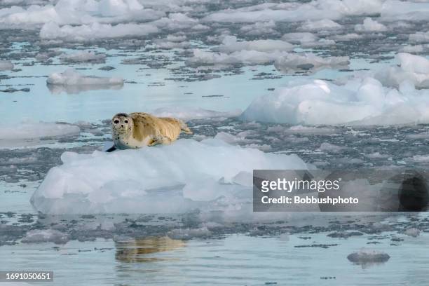 foca de puerto descansando sobre el hielo glaciar en resurrection bay - foca fotografías e imágenes de stock