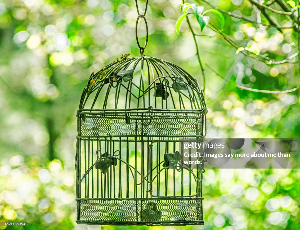 Decorative Birdcage With A Fake Bird Inside Embellishing The