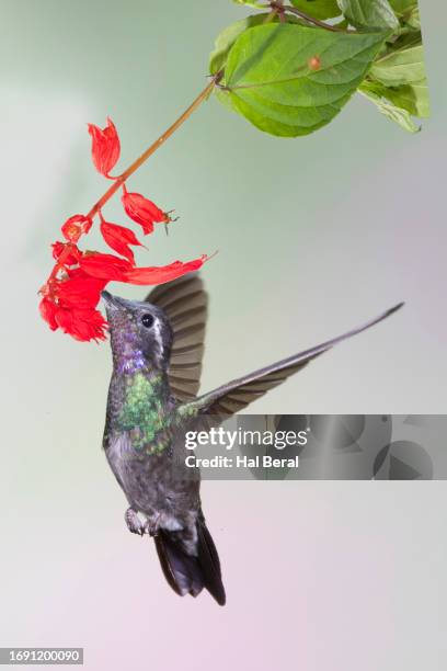 purple-throated mountain-gem hummingbird male feeding on flower - purple throated mountain gem stock pictures, royalty-free photos & images