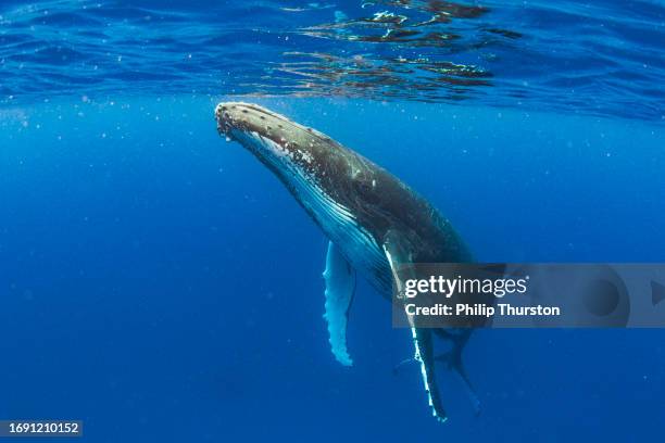 close up of humpback whale coming to surface to breathe - pectoral fin stock pictures, royalty-free photos & images
