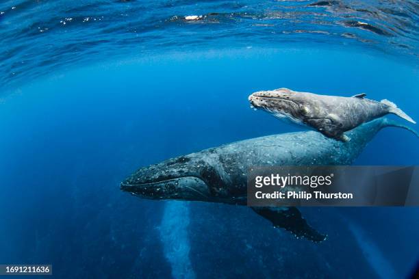 primer plano de la cría de ballena jorobada nadando con su madre en el azul profundo del océano pacífico - ballenato fotografías e imágenes de stock