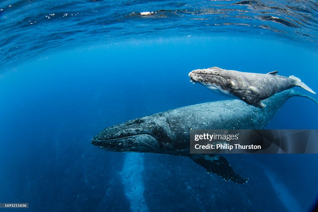 Close up of humpback whale calf swimming with its mother in the deep blue Pacific Ocean