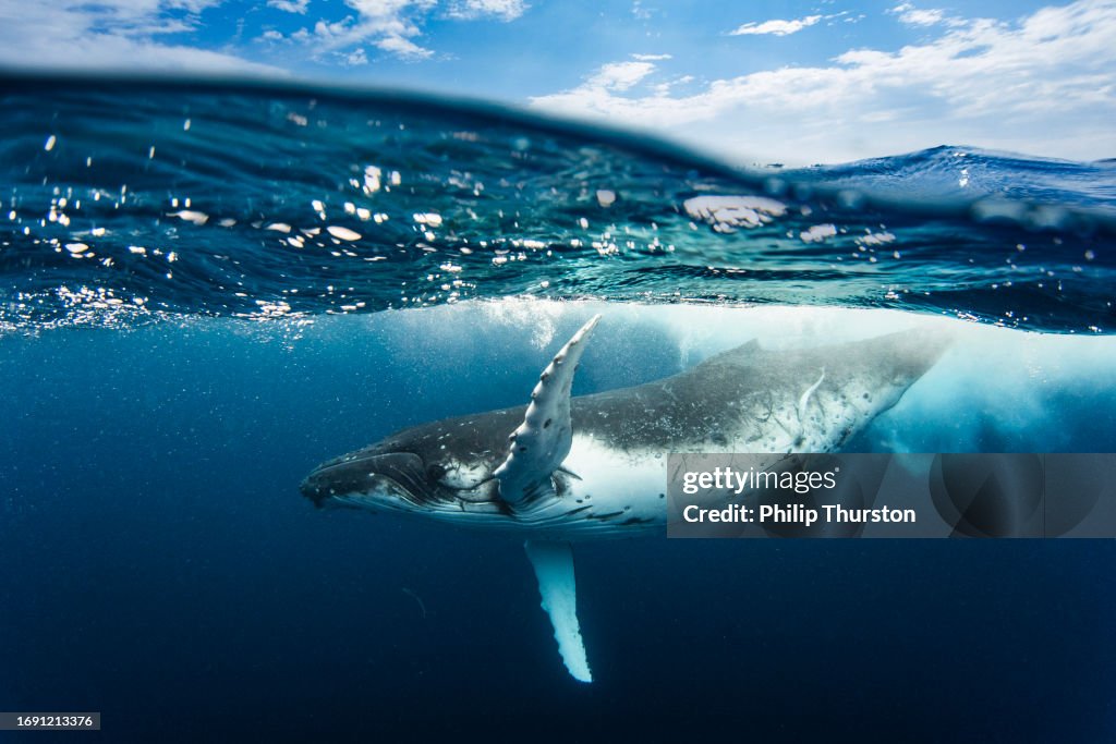 Humpback whale calf playing gracefully on the surface of the ocean