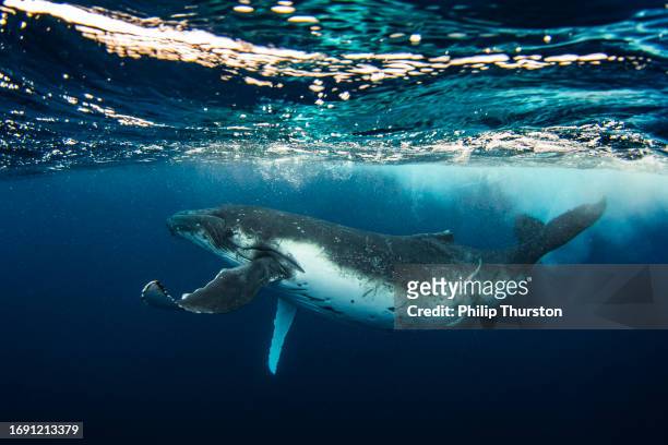 cría de ballena jorobada jugando con gracia en la superficie del océano - ballenato fotografías e imágenes de stock