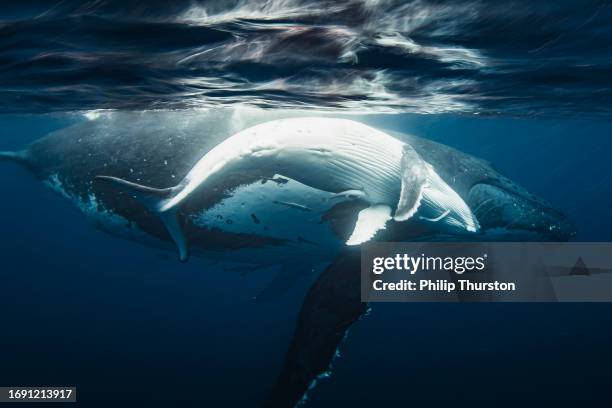 close up of humpback whale calf showing affection to its mother on the ocean surface - royal blue stock pictures, royalty-free photos & images