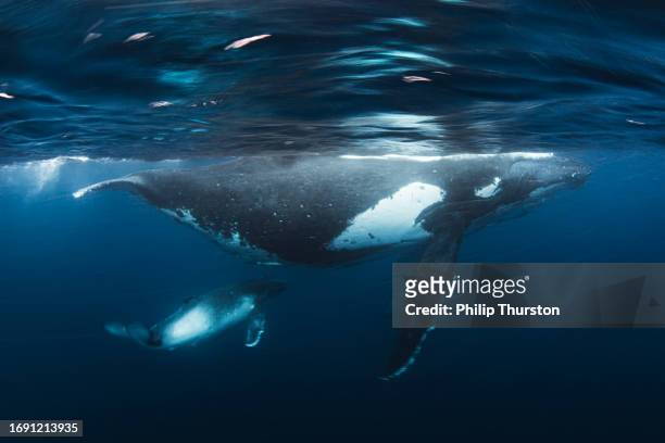 humpback whale calf seeking shelter with its mother on the ocean surface - royal blue stock pictures, royalty-free photos & images