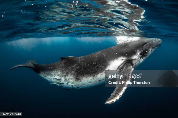 humpback whale coming to the surface of the ocean to breathe - blåshål djurkroppsdel bildbanksfoton och bilder