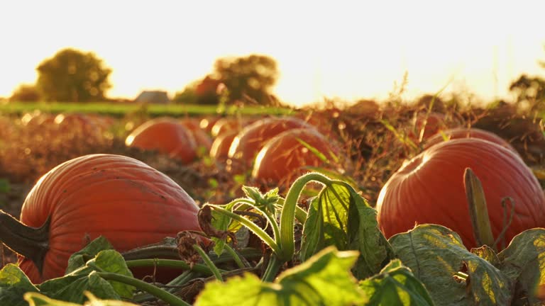https://media.gettyimages.com/id/1691228354/video/pumpkin-harvest-and-thanksgiving-day-season-farm-decorated-with-pumpkins-and-gourds-for.jpg?b=1&s=640x640&k=20&c=t88l9glxhrKBmqUvmr2gsCYRpY5arWT5bNk8TrL9poU=