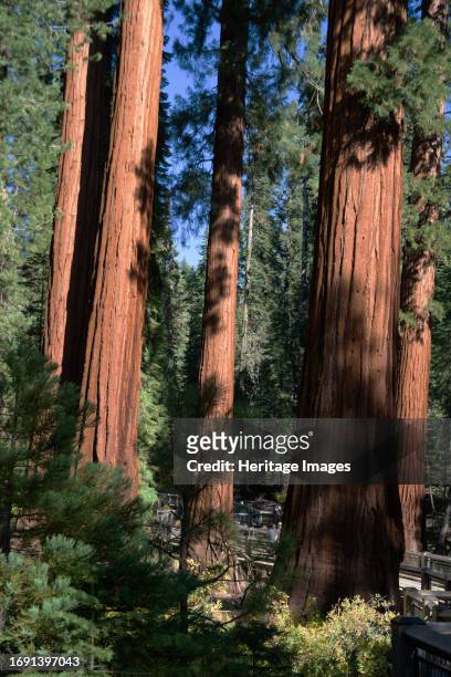 Mariposa Grove, Yosemite, California, USA, 2022. A grove of giant redwoods at Mariposa Grove, Yosemite National Park, California, USA. Creator: Ethel...