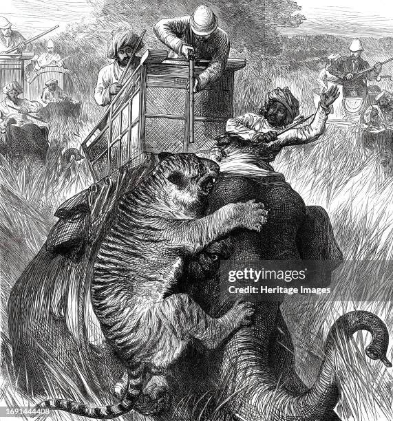 The Prince of Wales in the Nepaul Terai: Colonel Sir Arthur Ellis at close quarters with a Tiger, from a sketch by one of our special artists, 1876....