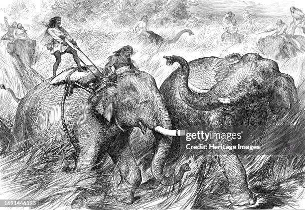 Tame Elephants hunting a Wild Elephant, from a sketch by one of our special artists in India, 1876. Royal visit by the future King Edward VII....