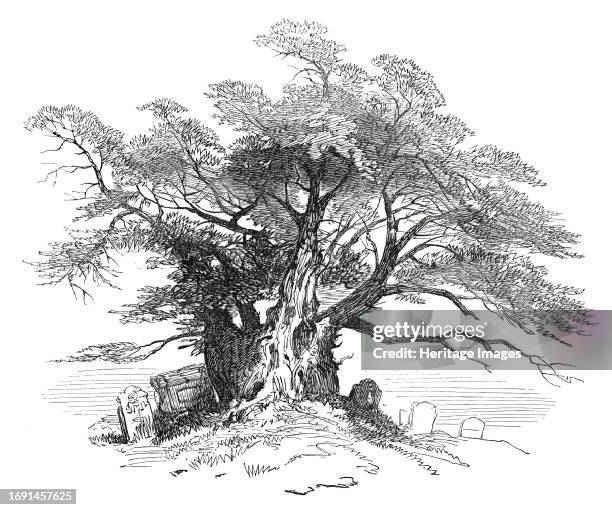 Leaves from a Sketch-Book - Bits of Kent: Yew-Tree, Horton Kirby, 1876. 'The roadside churchyard of Horton Kirby is quite refreshing and even...