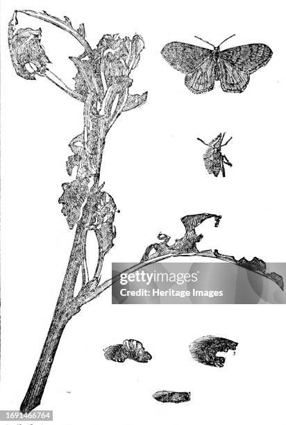 Winter Moths, 1858. 'At the last monthly meeting of the Entomological Society...an interesting conversation arose as to the habits of a caterpillar,...