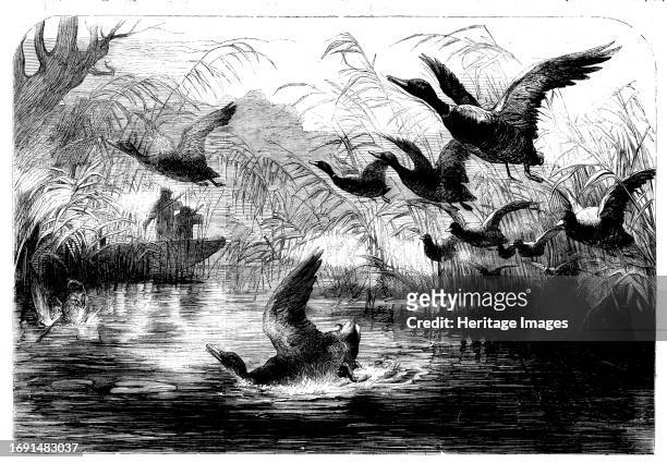 Wild Fowl Shooting, 1858. 'The most numerous class of our wild-fowl visitors from the Arctic shores is the brent or black goose...The white geese are...