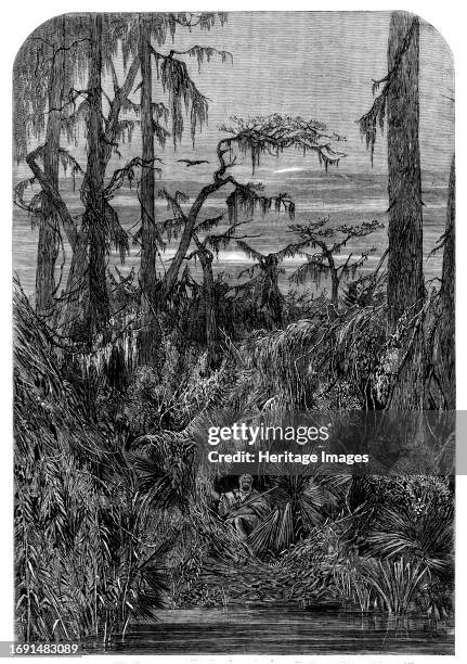 Transatlantic Sketches - a Swamp in Louisiana - from a drawing by Mrs. Bodichon, 1858. 'The majestic rivers...overflow their banks every year, and,...