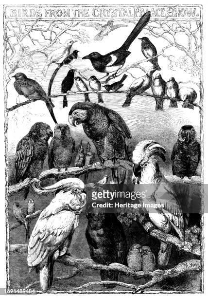 Birds from the Crystal Palace Show, 1858. 'The severity of the weather...failed to chill the ardour of the lovers of birds. In crowds they rushed to...