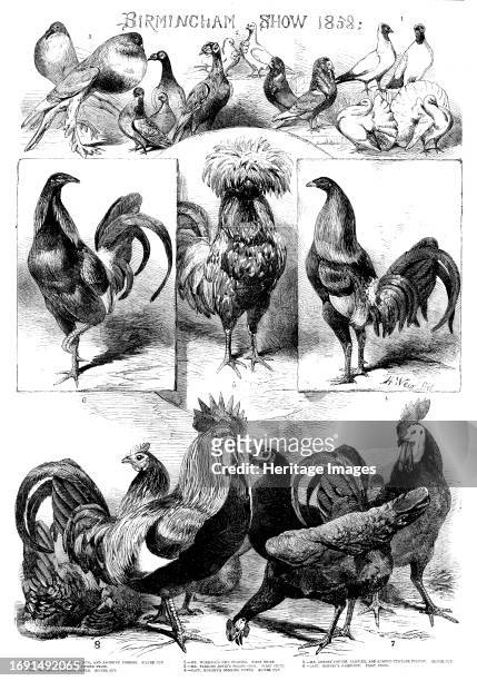 Birmingham Show, 1858. Exhibition of domestic poultry. '1. Mr. Maddiford's Fantail, Nun, and Jacobine Pigeons, Silver Cup; 2. Mr. Worrall's Owl...