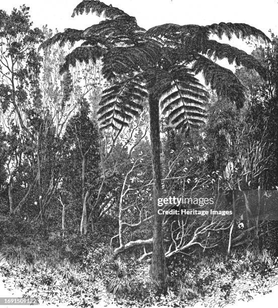 Tree-fern--Madagascar; A Birds-eye View of Madagascar', 1875. From, 'Illustrated Travels' by H.W. Bates. [Cassell, Petter, and Galpin, circa 1880,...