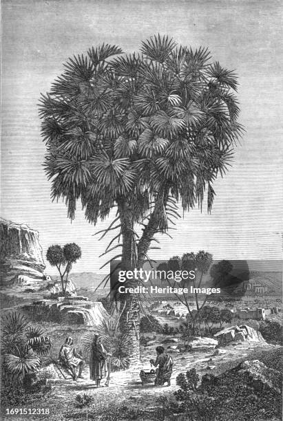 Doum palm of the Soudan; A journey through Soudan and Western Abyssinia, with Reminiscences of Captivity', 1875. From, 'Illustrated Travels' by H.W....