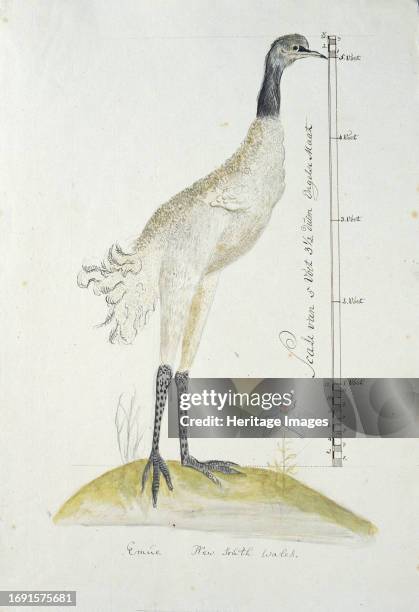 7,362 Emu Stock Photos, High-Res Pictures, and Images - Getty Images