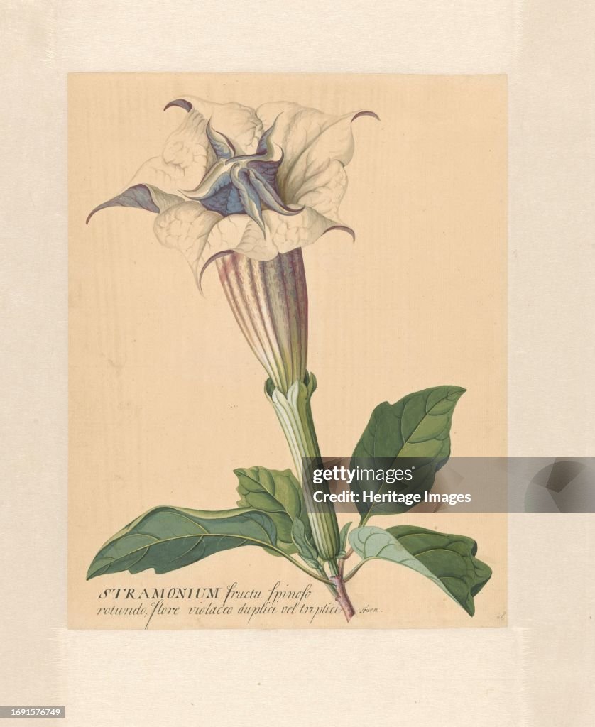 Thorn Apple
